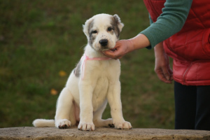 Zusätzliche Fotos: Zentralasiatischer Schäferhund Puppy White-Tiger Girl