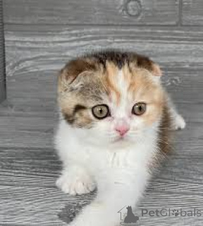 Foto №1. schottische faltohrkatze - zum Verkauf in der Stadt Antwerpen | 500€ | Ankündigung № 165581