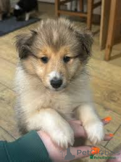 Foto №2 zu Ankündigung № 169379 zu verkaufen shetland sheepdog - einkaufen Finnland quotient 	ankündigung, züchter