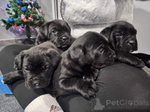 Foto №2 zu Ankündigung № 162319 zu verkaufen cane corso italiano - einkaufen Serbien quotient 	ankündigung