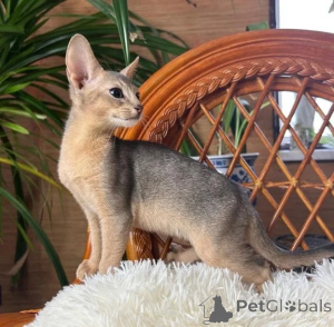 Foto №1. abessinierkatze - zum Verkauf in der Stadt Herzogenrath | 350€ | Ankündigung № 178148