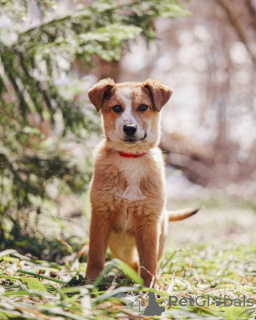 Foto №1. mischlingshund - zum Verkauf in der Stadt Moskova | Frei | Ankündigung № 167146