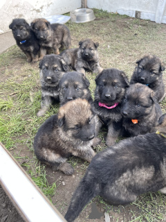 Foto №1.  - zum Verkauf in der Stadt Long Beach | Frei | Ankündigung № 139136