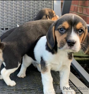 Foto №2 zu Ankündigung № 127541 zu verkaufen beagle - einkaufen Finnland quotient 	ankündigung