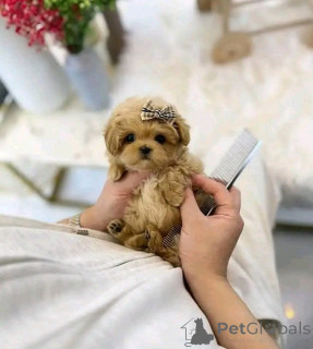 Foto №2 zu Ankündigung № 138637 zu verkaufen pudel (toy) - einkaufen USA züchter