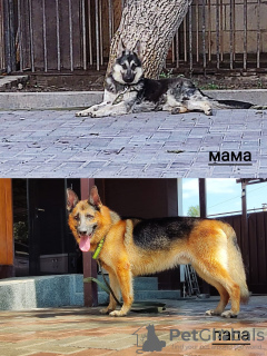 Foto №2 zu Ankündigung № 118912 zu verkaufen osteuropäischer schäferhund - einkaufen Kasachstan 