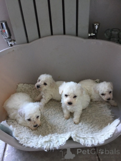 Foto №1. bichon frisé - zum Verkauf in der Stadt Bern | 350€ | Ankündigung № 172061