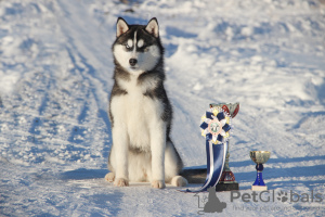Foto №1. siberian husky - zum Verkauf in der Stadt Samara | 169€ | Ankündigung № 8763