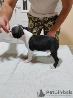 Zusätzliche Fotos: Boston Terrier Welpen zu verkaufen