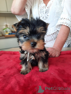 Foto №2 zu Ankündigung № 123402 zu verkaufen yorkshire terrier - einkaufen Griechenland quotient 	ankündigung