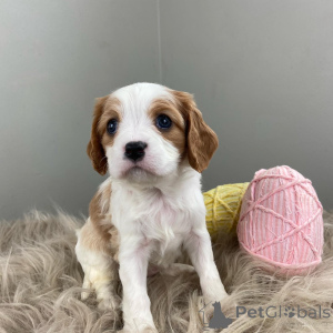 Foto №1. cavalier king charles spaniel - zum Verkauf in der Stadt Augsburg | 630€ | Ankündigung № 159304