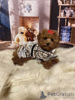 Foto №2 zu Ankündigung № 135115 zu verkaufen maltipu - einkaufen Deutschland quotient 	ankündigung, vom kindergarten, züchter