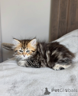 Foto №1. sibirische katze - zum Verkauf in der Stadt Magdeburg | verhandelt | Ankündigung № 177871