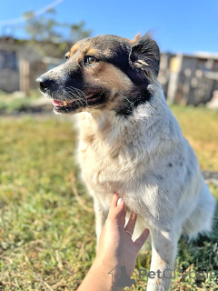 Foto №3. Auf der Suche nach einem Haus für den Weihnachtsmann, Hunde einer hellen Seele. Russische Föderation