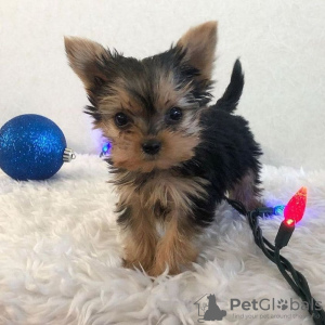 Foto №3. Ein kleiner Yorkie-Männchen und eine Yorkie-Hündin suchen ihr neues Zuhause.. USA