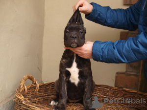 Foto №1. mischlingshund - zum Verkauf in der Stadt Zrenjanin | 100€ | Ankündigung № 38314