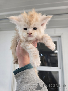 Foto №2 zu Ankündigung № 156476 zu verkaufen  - einkaufen Deutschland züchter