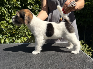 Foto №4. Ich werde verkaufen jack russell terrier in der Stadt Borisov. vom kindergarten - preis - 539€