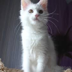 Foto №3. Adorables Chatons Angora-Türken sind à la vente verfügbar. Die Eltern sind. Finnland