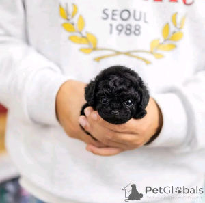 Foto №1. pudel (toy) - zum Verkauf in der Stadt Chicago | 531€ | Ankündigung № 137542