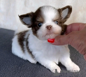 Foto №4. Ich werde verkaufen chihuahua in der Stadt Brüssel. züchter - preis - 350€