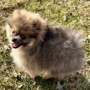 Foto №2 zu Ankündigung № 136002 zu verkaufen pommersche spitz - einkaufen Deutschland 