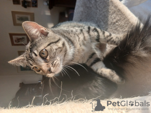 Foto №2 zu Ankündigung № 133812 zu verkaufen  - einkaufen Deutschland 