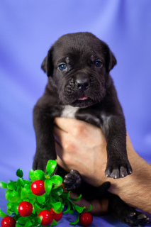 Foto №3. Wunderschöne Welpen Cane Corso. Russische Föderation