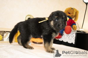 Foto №2 zu Ankündigung № 8573 zu verkaufen deutscher schäferhund - einkaufen Russische Föderation züchter
