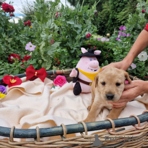 Foto №3. Labrador. Polen