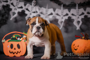 Foto №4. Ich werde verkaufen englische bulldogge in der Stadt Odessa. vom kindergarten, züchter - preis - 568€