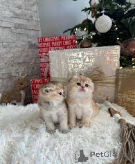 Foto №2 zu Ankündigung № 162401 zu verkaufen munchkin - einkaufen Belgien quotient 	ankündigung, züchter