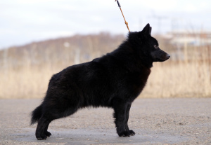 Foto №3. Schipperke männlich. Russische Föderation