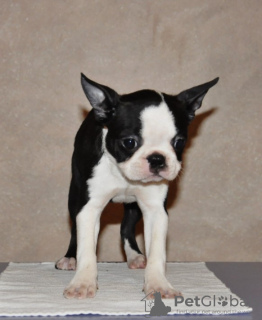 Zusätzliche Fotos: Boston Terrier Welpen zu verkaufen