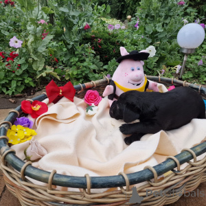 Foto №1. labradoodle - zum Verkauf in der Stadt Poznan | verhandelt | Ankündigung № 146014