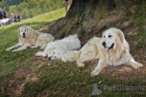 Foto №3. Maremma-Schäferhund. Großbritannien
