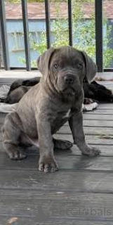Foto №3. Chiots Cane Corso zu verkaufen. Österreich