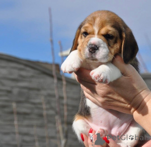 Foto №2 zu Ankündigung № 161257 zu verkaufen  - einkaufen Deutschland 