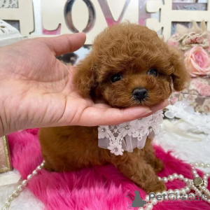 Foto №4. Ich werde verkaufen pudel (toy) in der Stadt Helsinki. quotient 	ankündigung, aus dem tierheim - preis - 500€