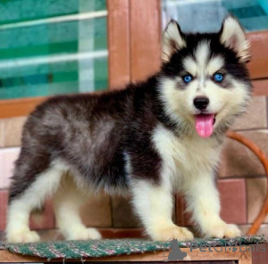 Foto №1. siberian husky - zum Verkauf in der Stadt Pforzheim | 580€ | Ankündigung № 175103