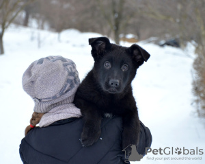 Zusätzliche Fotos: Das Reservat ist geöffnet. Deutscher schäferhund welpen. FCI.