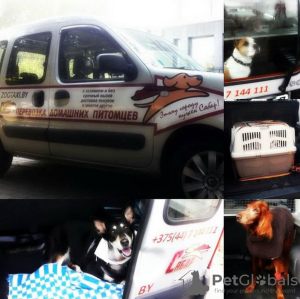 Foto №2. Dienstleistungen für die Lieferung und den Transport von Katzen und Hunden in Weißrussland. Price - verhandelt. Ankündigung № 9413