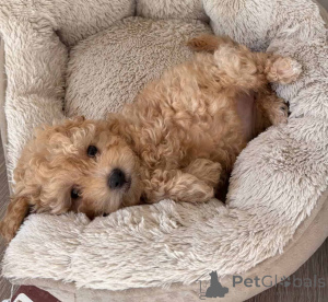 Foto №1. maltipu - zum Verkauf in der Stadt Berlin | 900€ | Ankündigung № 149838