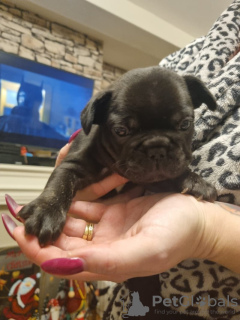 Foto №3. Französische Bulldoggen Welpen. Deutschland