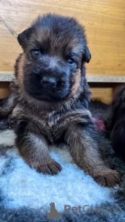 Foto №4. Ich werde verkaufen deutscher schäferhund in der Stadt Golub-Dobrzyń. züchter - preis - 900€