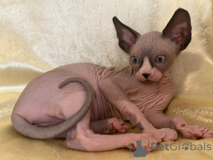 Foto №2 zu Ankündigung № 146655 zu verkaufen sphynx cat - einkaufen Deutschland quotient 	ankündigung