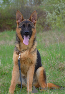 Foto №1. deutscher schäferhund - zum Verkauf in der Stadt Prag | 600€ | Ankündigung № 111535