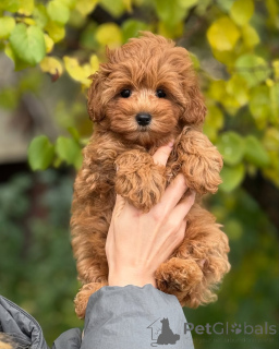 Foto №3. Weich wie eine Wolke und süß wie ein Gänseblümchen ist das Herz dieser kleinen. Island