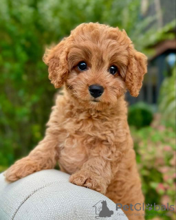 Foto №1. labradoodle - zum Verkauf in der Stadt Derby | 279€ | Ankündigung № 123239