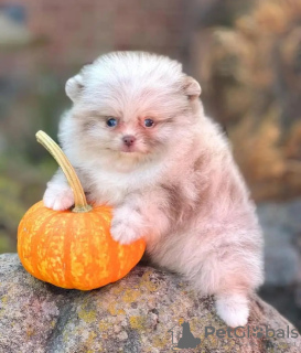 Foto №4. Ich werde verkaufen pommersche spitz in der Stadt Есна.  - preis - 350€